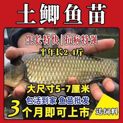 重庆鲫鱼苗批发保真包邮顺丰快递