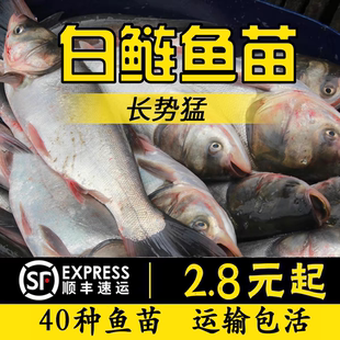 重庆白鲢鱼苗大头鱼胖头鱼淡水鱼苗花鲢鱼苗鳙耐冷连苗食用养殖特