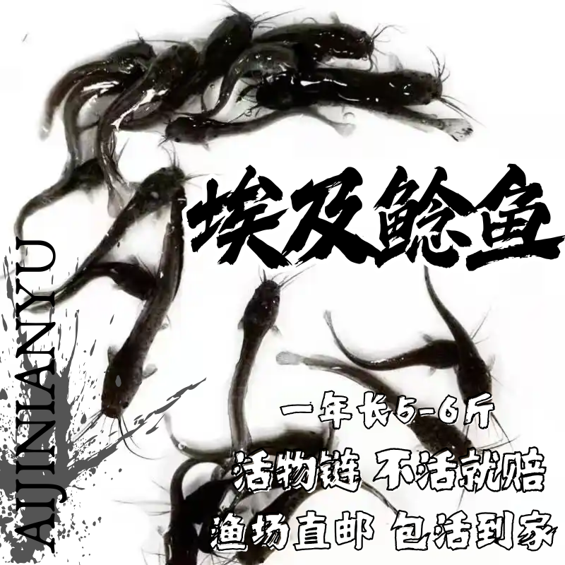 江苏埃及塘鲺鱼淡水 养殖埃及鱼苗革胡子鲶鱼苗本地塘角鱼苗批 发