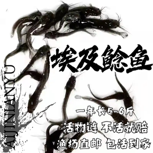 江苏埃及塘鲺鱼淡水 养殖埃及鱼苗革胡子鲶鱼苗本地塘角鱼苗批 发