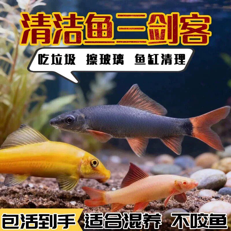 四川热带观赏鱼清洁鱼鱼缸鱼金苔鼠除藻吃粪便垃圾鱼老鼠鱼清道夫