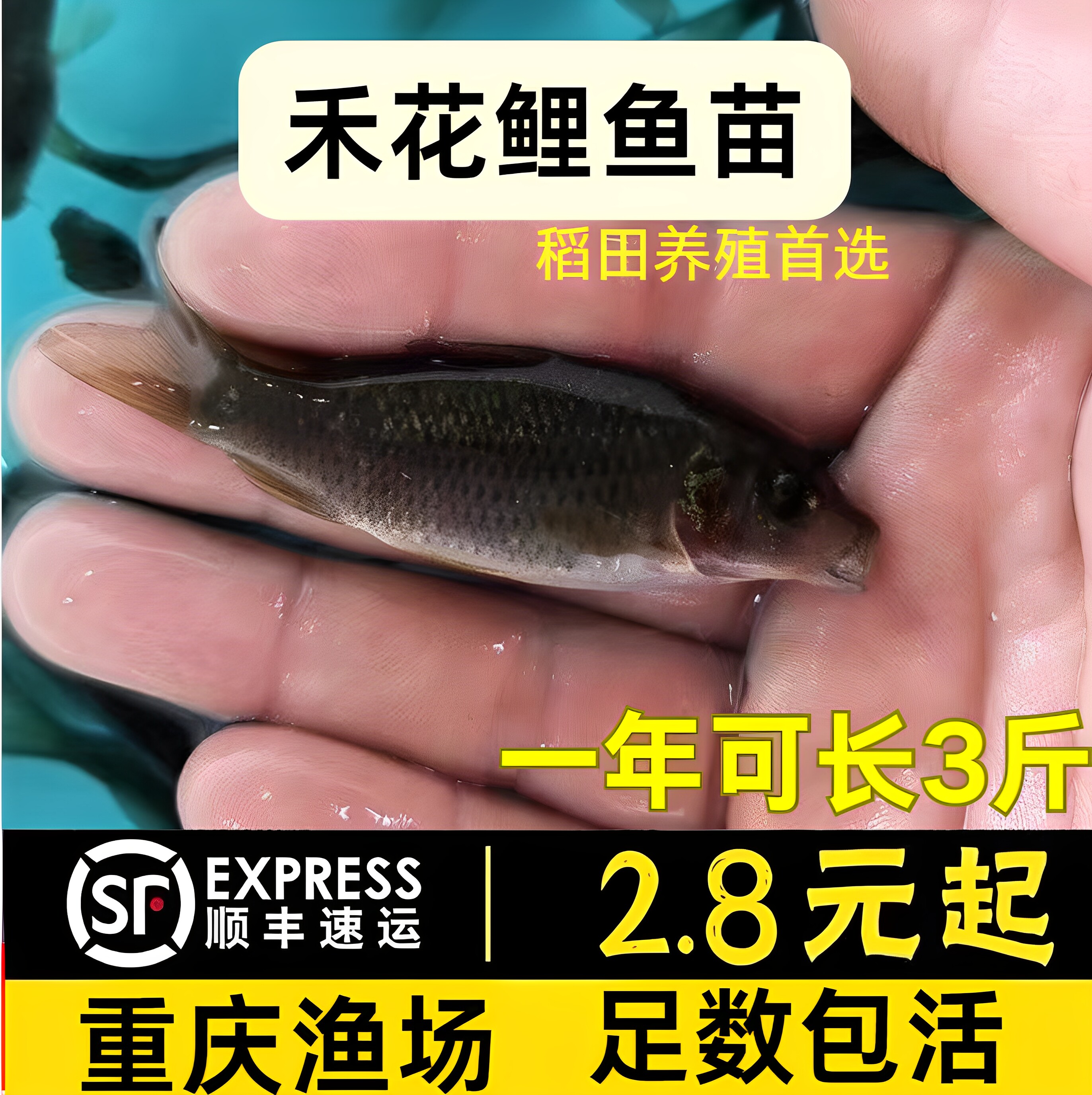 江苏禾花鲤鱼苗淡水鱼塘养殖稻花鱼稻田鲤建鲤花背小鱼苗红尾鲤鱼