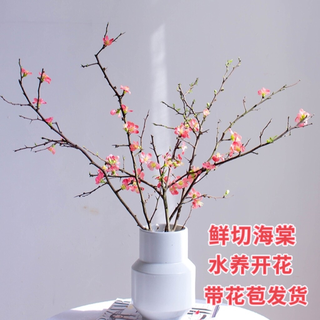 海棠垂丝贴梗西府鲜切花枝条木本水培插花室内梨花玉兰腊梅白粉色