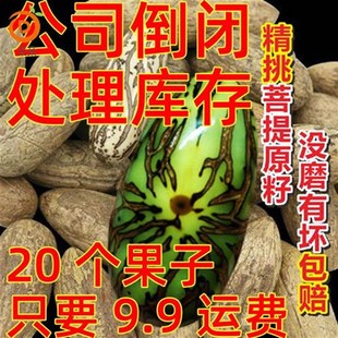 精选千眼b菩提佛心果原籽原料千眼菩提佛心果彩果老果金包玉绿果