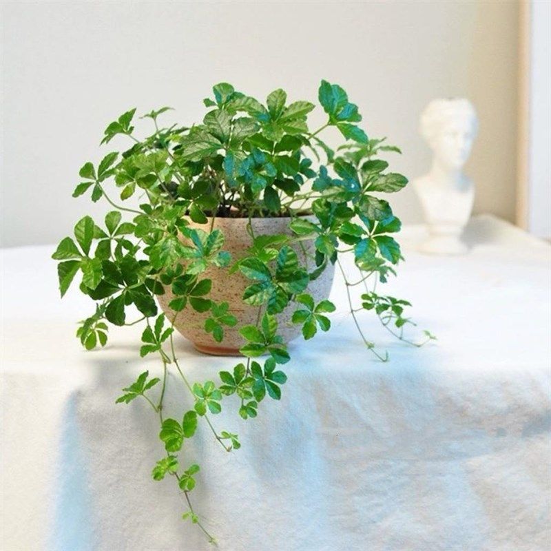 五叶地锦垂吊植爬墙爬藤被观叶1z0741地彩色户外室内阳台庭地院栽,鲜花速递/花卉仿真/绿植园艺,造型盆景,淘宝优惠券,粉丝福利购,淘宝优惠卷
