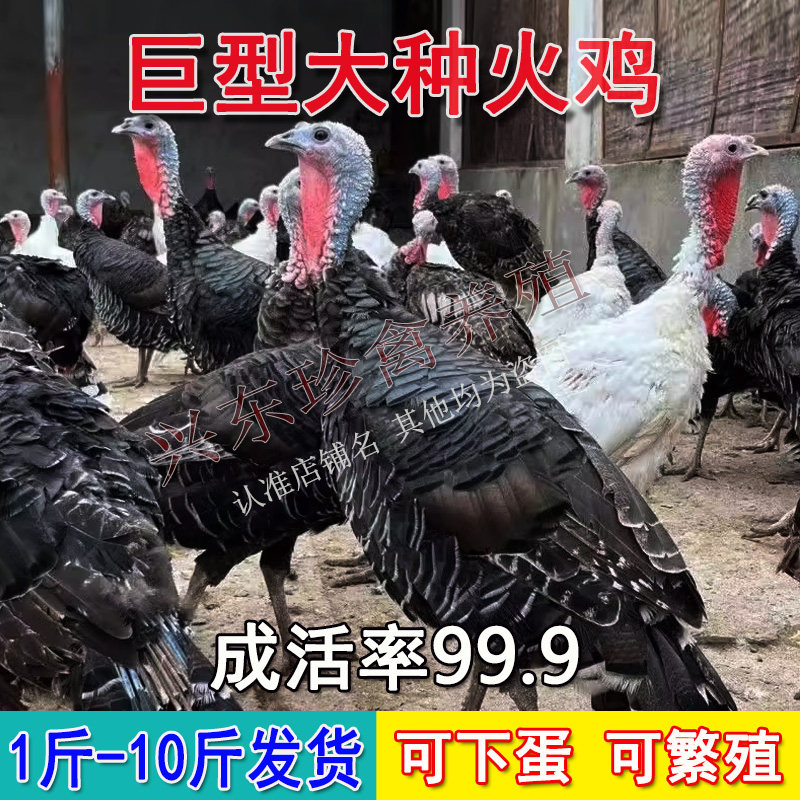 大种2斤火鸡活体一斤3青年鸡