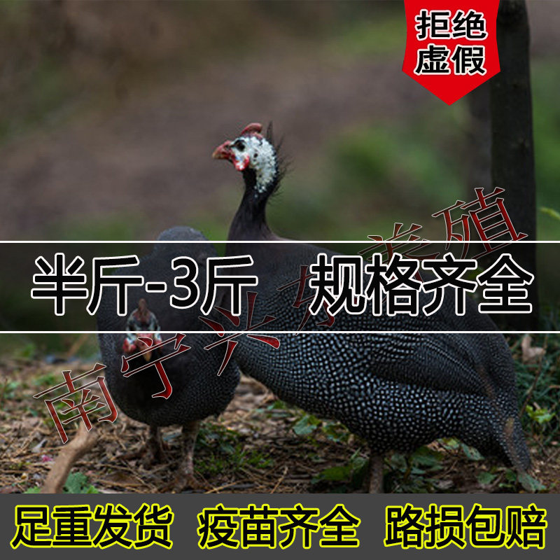 正宗3斤珍珠鸡活体够大足重宠物鸡散养脱温一斤珍珠鸡半斤观赏鸡