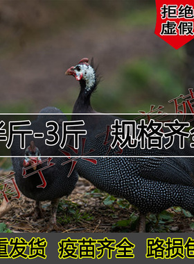 正宗3斤珍珠鸡活体够大足重宠物鸡散养脱温一斤珍珠鸡半斤观赏鸡