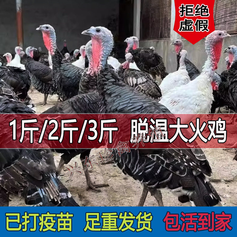 2斤火鸡宠物鸡1斤重大种500系白色尼古拉3斤贝蒂娜青铜观赏大火鸡