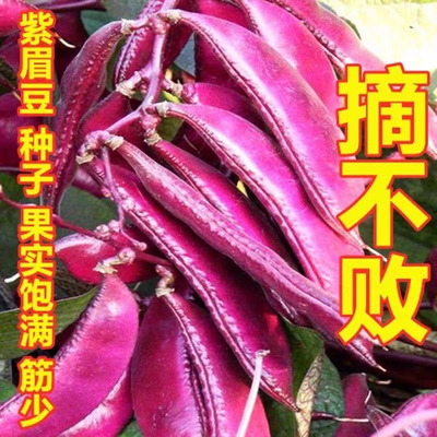 紫边眉豆种子茶豆角梅豆角扁豆高产早熟春秋阳台盆栽四季蔬菜籽孑