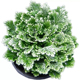 九死还魂草还阳草盆栽新奇水培植物卷柏中药假山水雨林缸造景植物