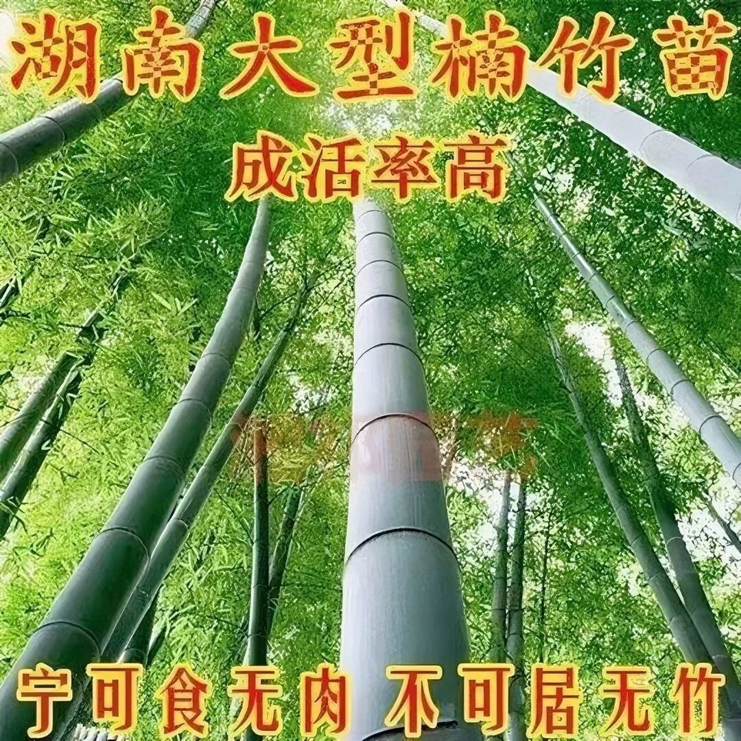 竹子苗毛竹苗楠竹苗绿化竹四季青桌面绿植