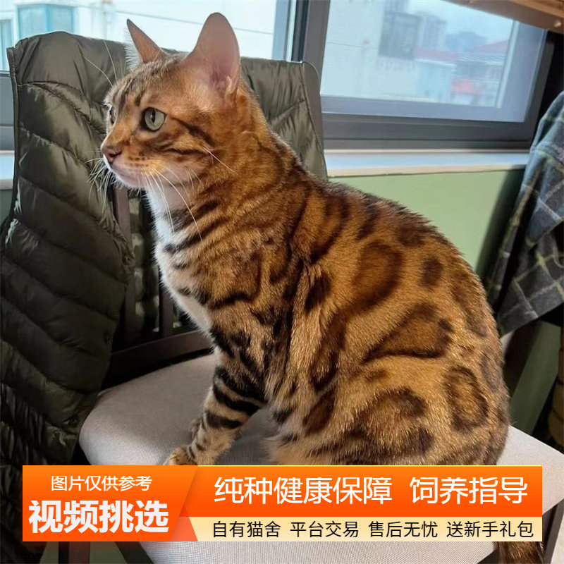 纯种双血统孟加拉豹猫幼猫黄金豹银雪豹小猫咪宠物猫咪活体幼崽