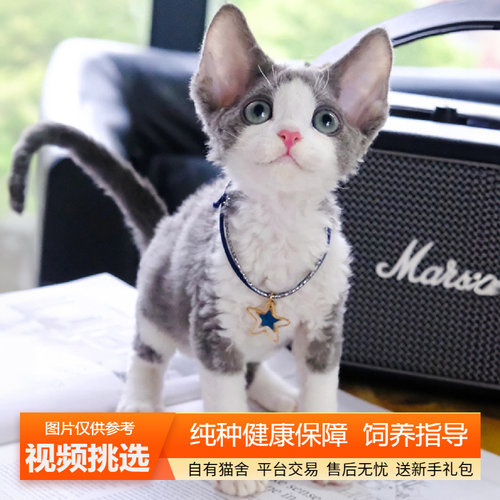 纯种双血统德文卷毛猫幼猫宠物猫