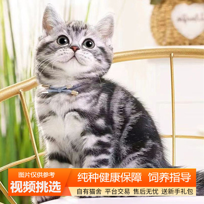 双血统纯种美短虎斑猫幼猫美国短毛猫小猫咪宠物猫咪活体幼崽