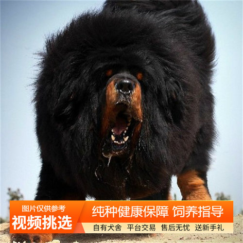 纯种双血统藏獒幼犬宠物狗狗幼崽