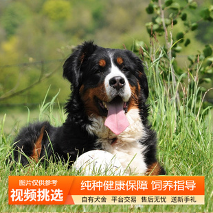 双血统纯种伯恩山幼犬宠物狗狗活体小狗活物幼崽家庭陪伴犬