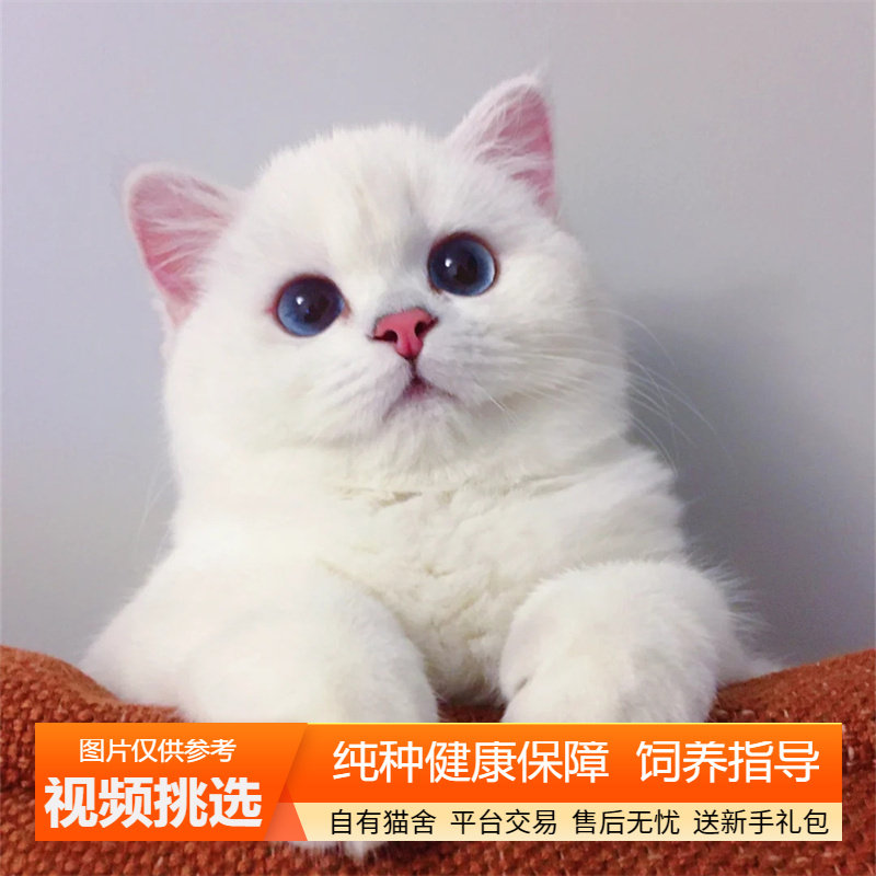 纯种英短银点猫幼猫双血统英国短毛猫白猫小猫咪宠物猫咪活体幼崽
