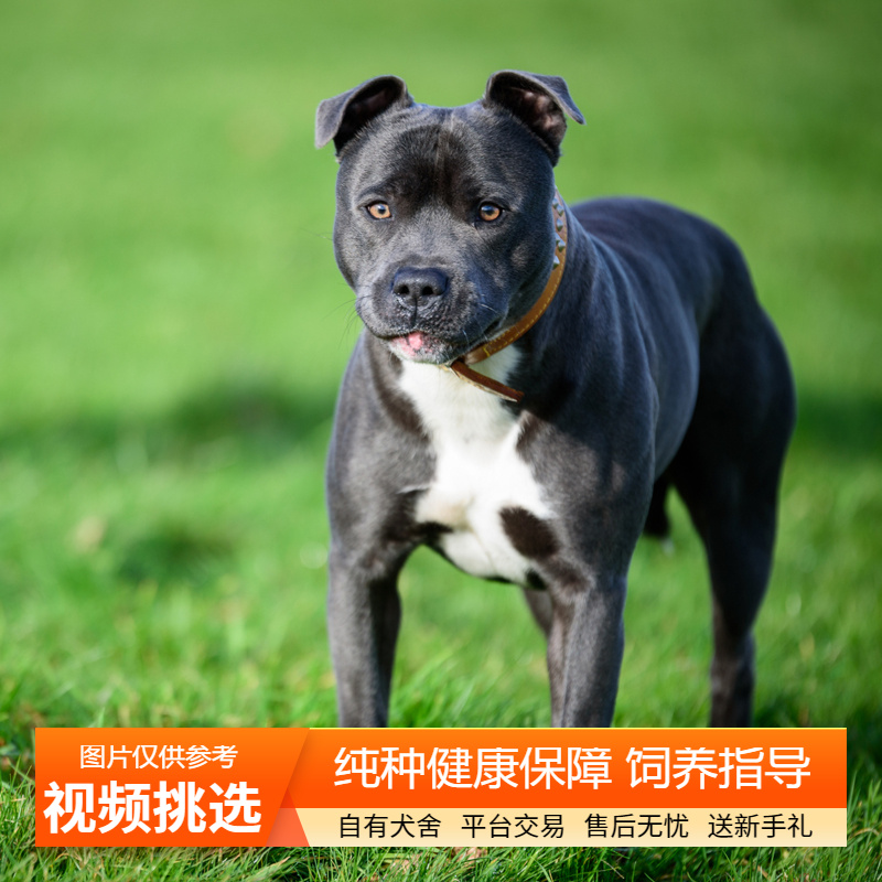 纯种双血统比特犬幼犬宠物狗幼崽