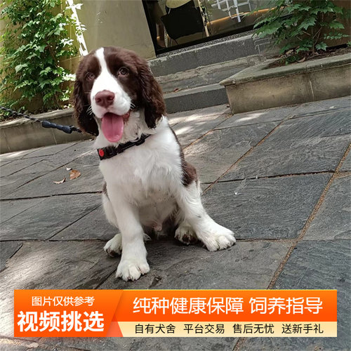 双血统纯种史宾格幼犬宠物狗幼崽