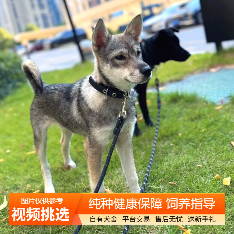 纯种捷克狼犬幼犬双血统宠物狗狗