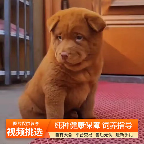 双血统纯种五红犬幼犬宠物狗幼崽
