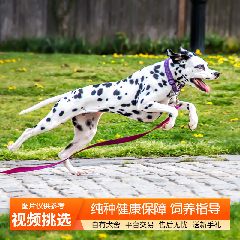 双血统纯种斑点犬幼犬大麦町犬宠物狗狗活体小狗活物幼崽中型犬