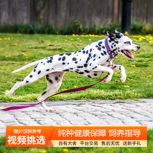 双血统纯种斑点犬幼犬大麦町犬宠物狗狗活体小狗活物幼崽中型犬