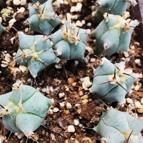 花龙园艺 弁庆 春雷 仙人球 蓝色皮色 基地直供 实生仙人球