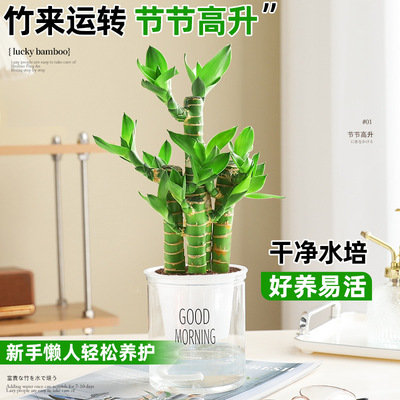 富贵竹盆栽植物室内净化空气绿植荷花竹办公室桌面四季好养小盆栽