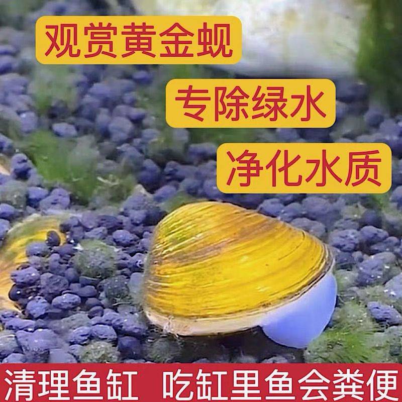 吃鱼缸粪便的鱼黄金蚬小河蚌溪蚬净水螺淡水黑壳虾鱼缸净化绿水贝