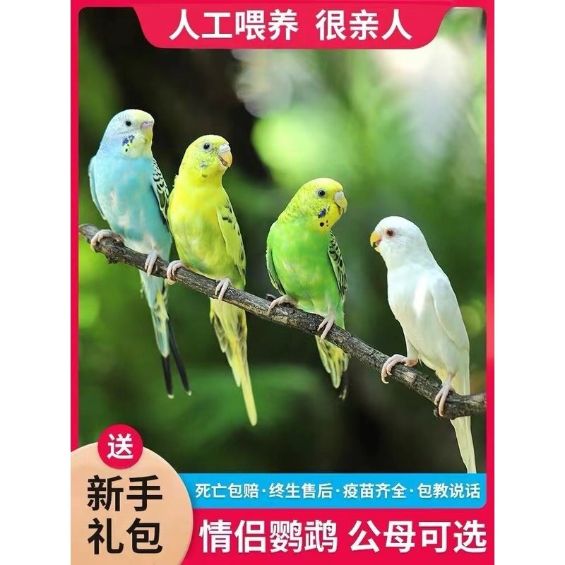 虎皮鹦鹉活鸟会说话的真鸟手养宠物小型小鸟幼鸟活体活物观赏鸟类