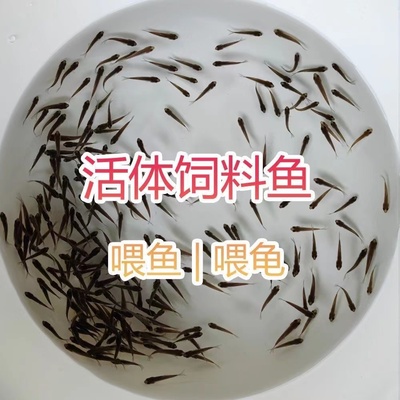 喂乌龟的小鱼苗淡水草鱼麦穗鱼食蚊鱼饲料鱼龙鱼饲料活体鱼草龟