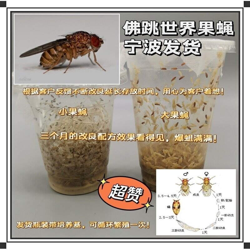 果蝇杯活体饲料大小残翅树蛙螳螂蜘蛛活体饲料包邮