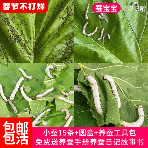 蚕宝宝活体学生养蚕套装新鲜桑叶七彩春蚕卵白色金丝蚁蚕宠物工具