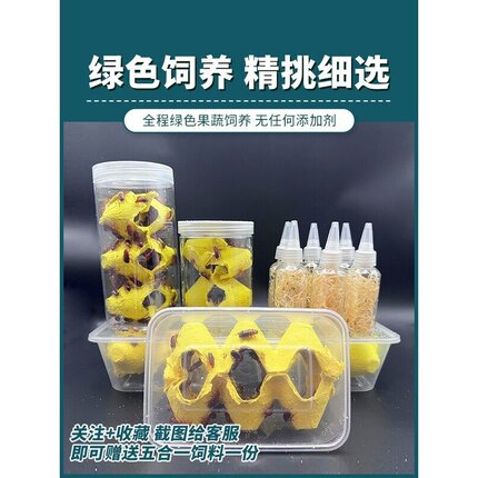 樱桃红蟑螂活体饲料盒装瓶装方便简单适合新手守宫食物爬宠鸣虫
