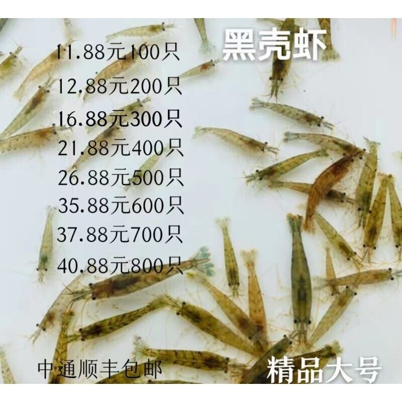 黑壳虾除藻虾观赏虾草缸活体乌龟鱼食蓝宝石虾樱花虾集火螃蟹汽水