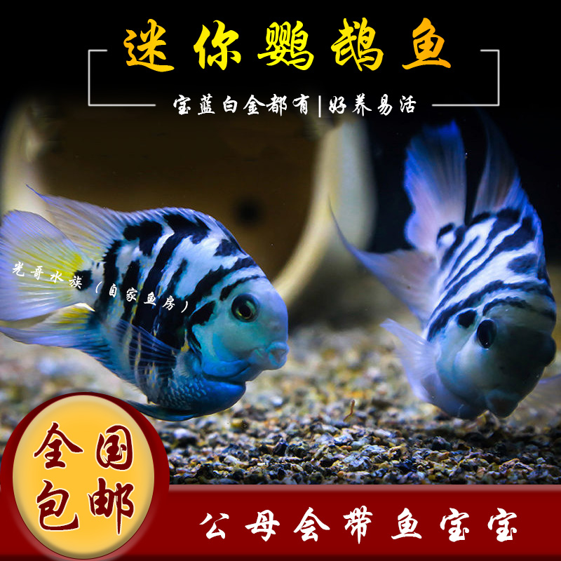 迷你鹦鹉鱼活体鱼小型淡水热带观赏鱼苗三湖慈鲷宝蓝白金繁殖种鱼