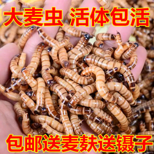 大麦虫活虫鲜活面包虫黄粉虫活虫金龙鱼饲料活体画眉鸟蜥蜴食虫子