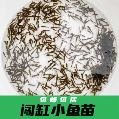 喂乌龟吃的小活鱼苗饲料淡水养殖小型活饵龟粮易养活鳄龟食用小鱼