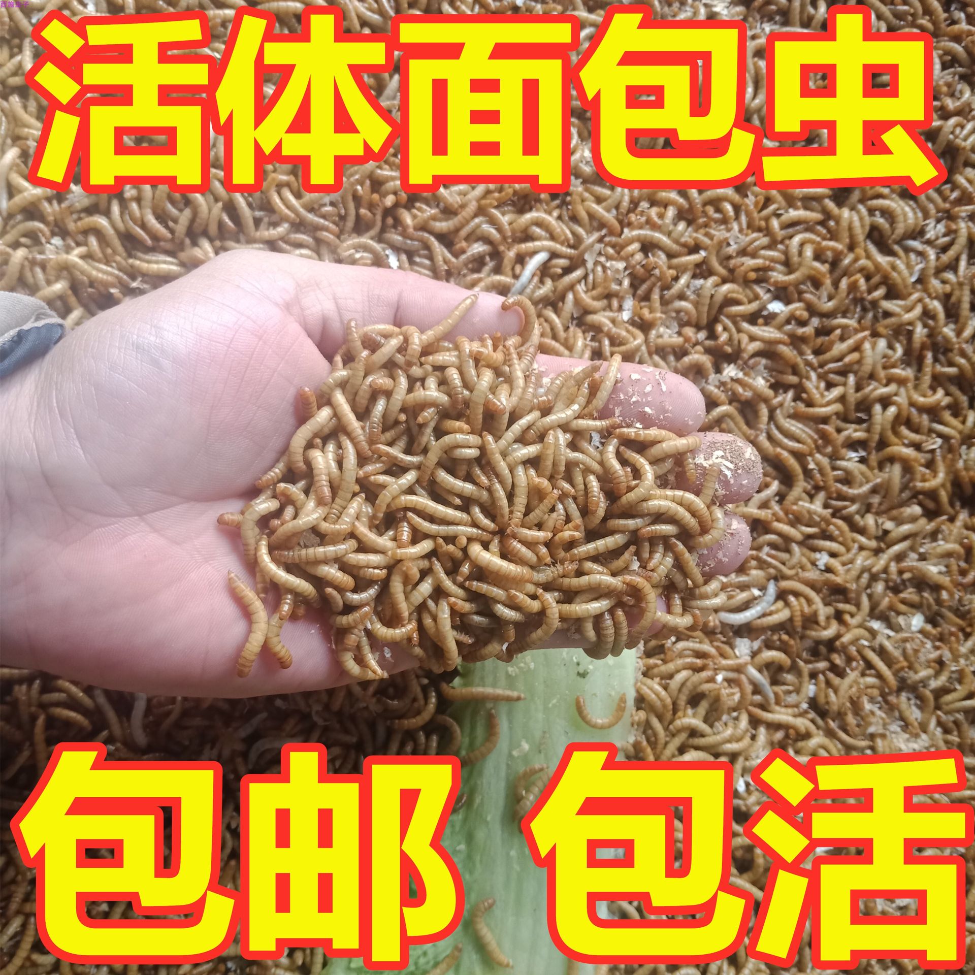 面包虫黄粉虫活体小鸟食物八哥蝎子乌龟守宫喂观赏鱼龙鱼活饵饲料