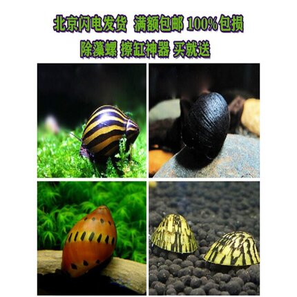 斑马洋葱螺彩蛋螺黑金刚螺马来橙兔螺黄金蚬月光螺除藻螺观赏螺