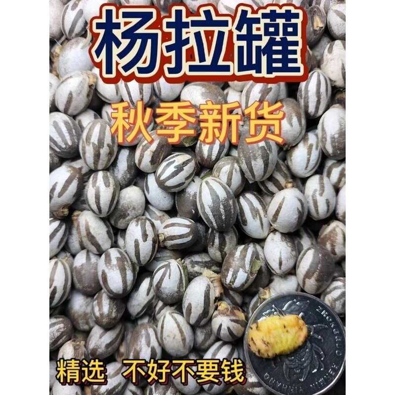 东北杨拉罐人吃钓鱼鱼饵洋辣子罐蛋坦克虫活体高蛋白营养增肥一斤