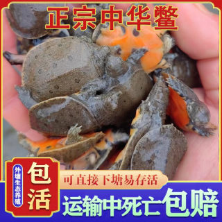 小甲鱼苗外塘生态养殖水鱼中华鳖王八团鱼宠物龙鱼饲料活体包邮