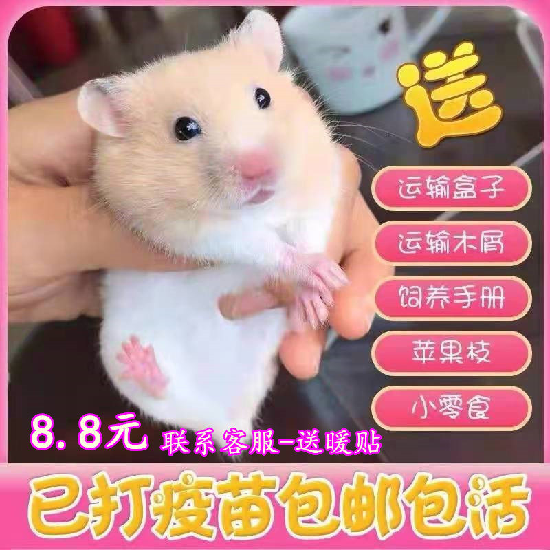 小仓鼠活物送笼子已打过疫苗布丁银狐金丝熊活体一对情侣宠物苍鼠