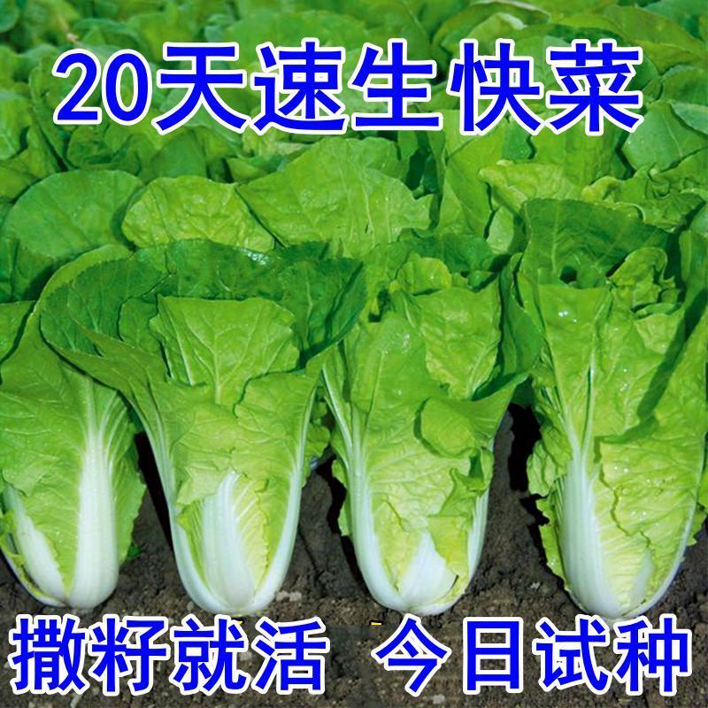 秋季快菜种子25天四季高产速生抗热耐高温奶油小白菜种子杂交种甜