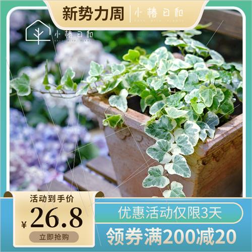 小椿日和 雪莹 白雪姬 常春藤花叶稀有室内观叶垂吊绿植花卉盆栽