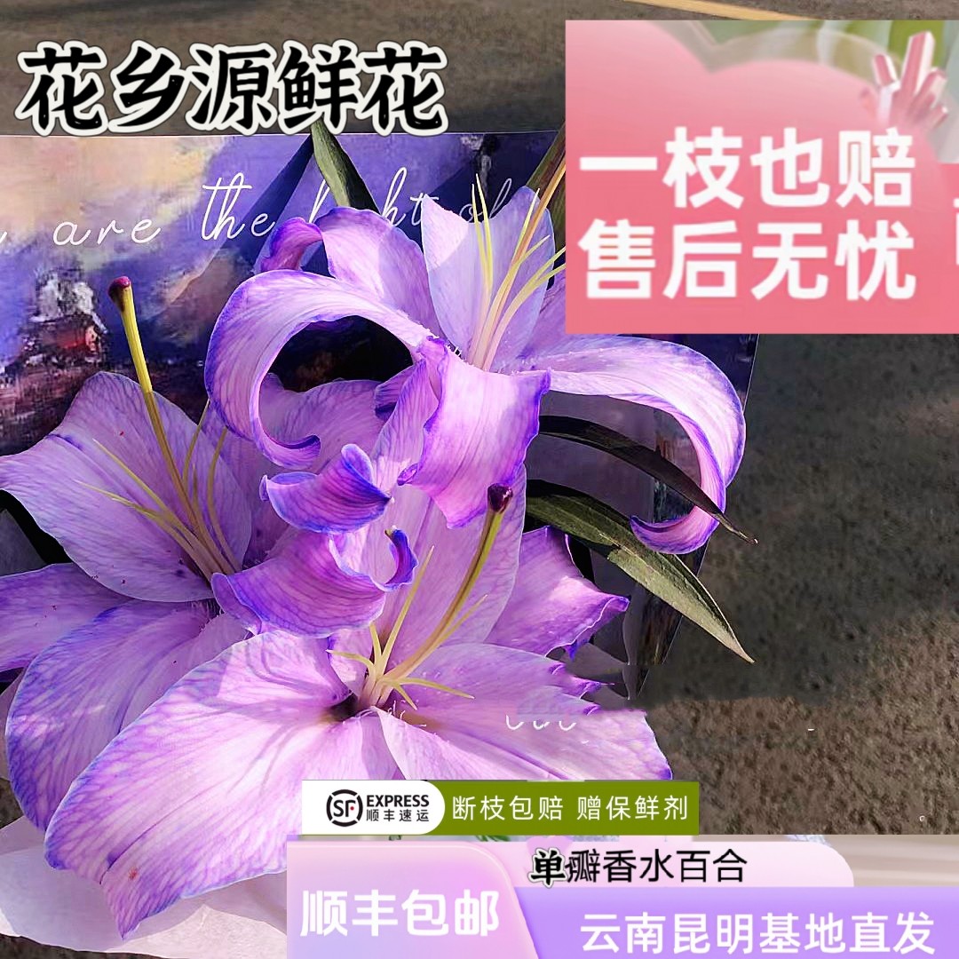 【暗夜精灵】紫色系鲜切花香水百合云南鲜花基地直发鲜花
