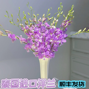洋兰云南鲜花云南基地直发家庭水养插花紫色紫色千代兰水养鲜切花