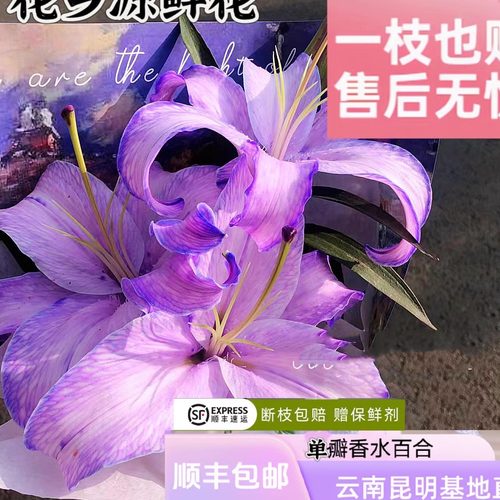 云南香水百合水养鲜切花紫色好养